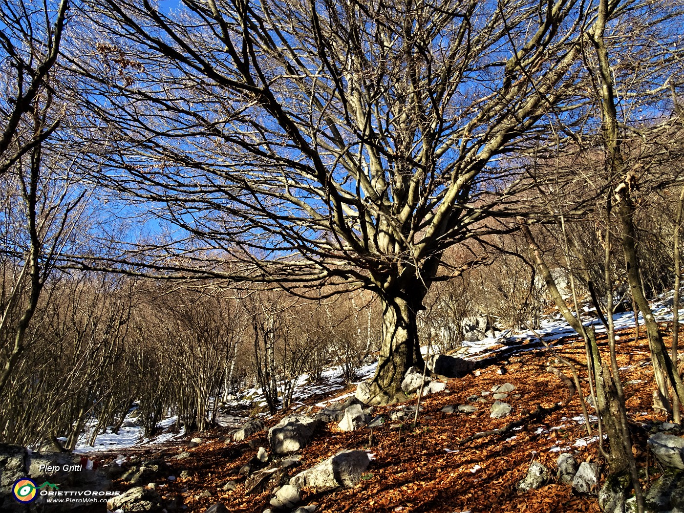 12  Al grande faggio baciato dal sole nel bosco di prevalenti carpini neri.JPG